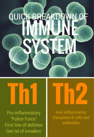 th1th2-balance-supplements.png