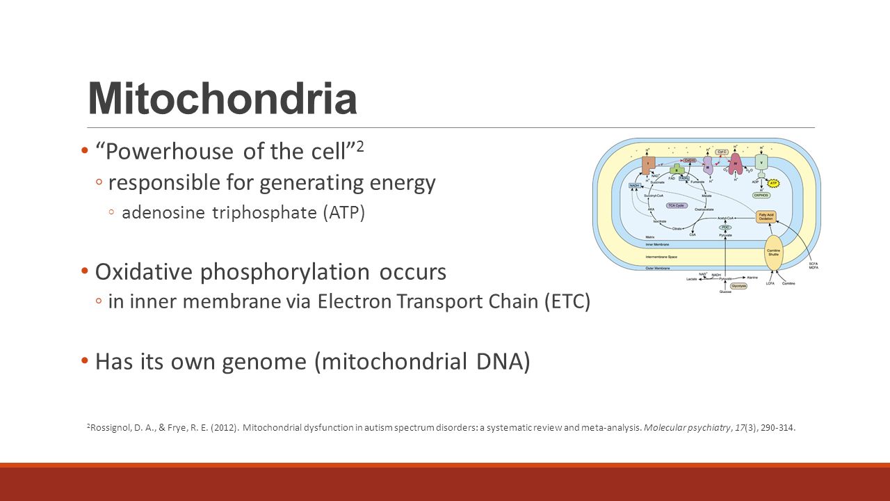 mitochondria slide