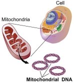 300px-Mitochondrial_DNA_lg