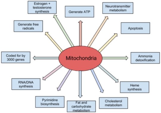 mitochondria